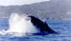 Samana whales 2.jpg (61714 bytes)